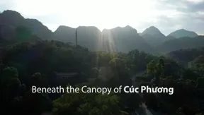 Beneath the Canopy of Cúc Phương | Vibes of Vietnam