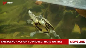 Emergency action to protect rare turtles