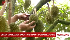 Green standards boost Việt Nam’s durian exports