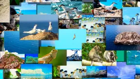 Côn Đảo Wildlife goes live for first time