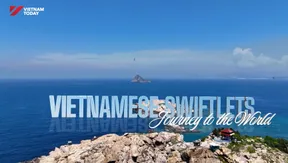 Vietnamese swiftlets: Journey to the world | Local Towards Global