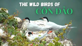 The wild birds of Côn Đảo | Vietnam Wild Live