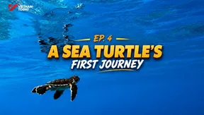 A sea turtle’s first journey | Việt Nam Wild Live