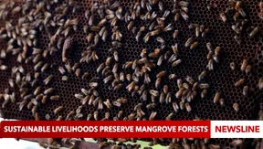 Sustainable livelihoods preserve mangrove forests