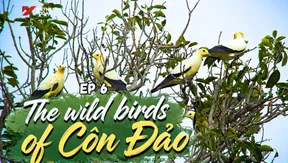 The wild birds of Côn Đảo | Việt Nam Wild Live