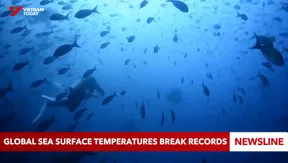 Global sea surface temperatures break records