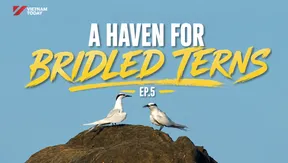 A haven for bridled terns | Vietnam Wild Live