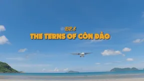 The terns of Côn Đảo | Vietnam Wild Live