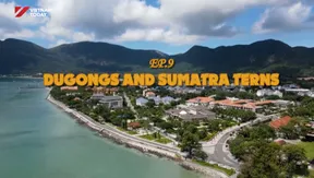 Dugongs and Sumatra Terns | Vietnam Wild Live