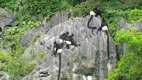 Ninh Bình expands langur habitat