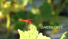 Garden Gifts | Vibes of Vietnam