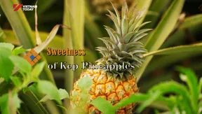 Sweetness of Kép Pineapples | The Rhythms of Vietnam