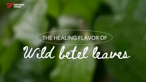 The Healing Flavour of Wild Betel Leaves | Vibes of Vietnam