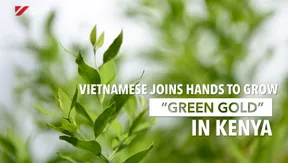 Vietnamese joins hands to grow “green gold” in Kenya | Vietnam Imprints