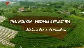 Thái Nguyên - Việt Nam’s finest tea | Local Towards Global