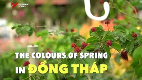 The Colours of Spring in Đồng Tháp | Vibes of Vietnam