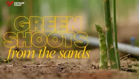 Green shoots from the sands | Local Towards Global
