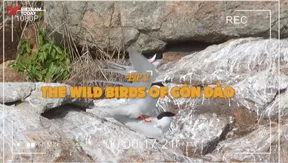 The Wild Birds of Côn Đảo | Vietnam Wild Live