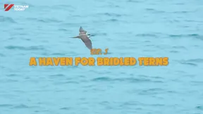 A haven for bridled terns - Part 2 | Vietnam Wild Live