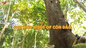 The wild birds of Côn Đảo - Part 3 | Vietnam Wild Live
