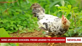 Nine-spurred chicken: from legend to livelihood