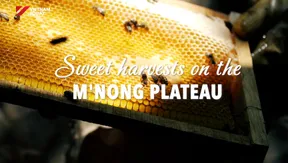 Sweet Harvests on the M'Nong Plateau | Vibes of Vietnam