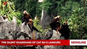 The silent guardians of Cat Ba’s langurs