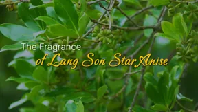The Fragrance of Lang Son Star Anise | Vibes of Vietnam