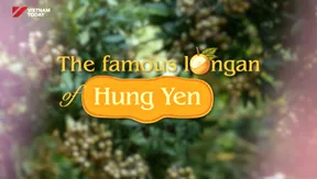 The Famous Longan of Hung Yen | Local Towards Global