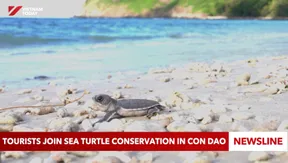 Tourists join sea turtle conservation in Con Dao