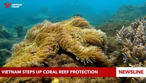 Vietnam steps up coral reef protection