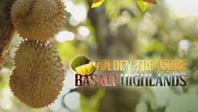Golden Treasure from Basalt Highlands | Local Towards Global