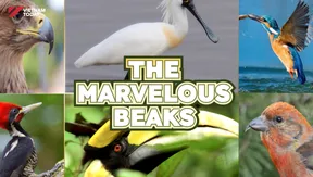The Marvelous Beaks | Insights