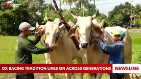 Ox racing tradition lives on across generations