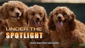 Under the Spotlight | The Lens