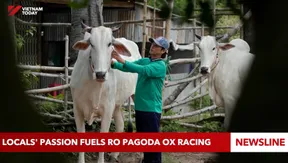Locals' passion fuels Ro Pagoda Ox Racing