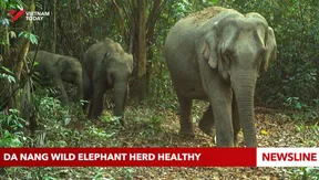 Danang wild elephant herd healthy