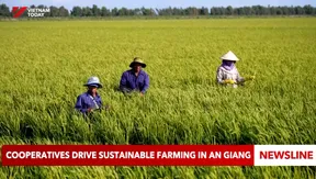 Cooperatives drive sustainable farming in An Giang