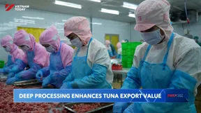 Deep processing enhances tuna export value