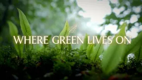 Where green lives on | Vibes of Vietnam
