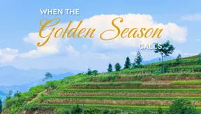 When the Golden Season Calls | Vibes of Vietnam