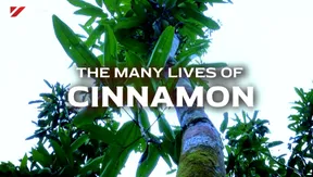 The Many Lives of Cinnamon | Vibes of Vietnam