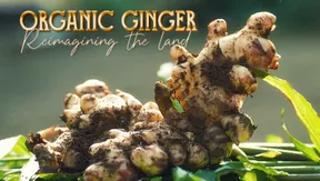 Organic gingers - Reimagining the land | Local Towards Global
