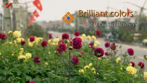 Brilliant Colors of Tich Giang Flowers | The Rhythms of Vietnam