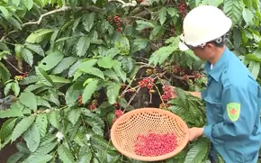 Cà phê đặc sản - Triển vọng cho cà phê Gia Lai