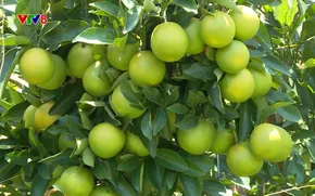 Nông nghiệp xanh: Hiện đại hoá nông nghiệp từ chuyển đổi số