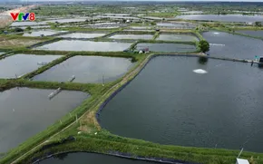 Nông nghiệp xanh: Nuôi thủy sản nước ngọt kết hợp du lịch sinh thái (29/11/2025)