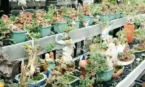 Lạ mắt với bộ sưu tập tiểu cảnh, bonsai mini đạt kỷ lục thế giới