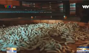 Nuôi tằm ăn cơm đứng