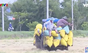 Nông dân Phú Yên trữ lúa chờ giá lên